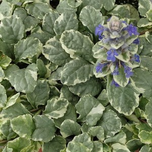 Dąbrówka Variegata - Ajuga reptans 