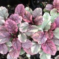 Puriri_Lane_Ajuga_reptans_Variegata_Burgundy_Glow_1024x1024@2x.jpg