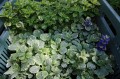 ajuga sparkler zieloneogrody-.jpg