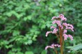bergenia pink dragonfly zieloneogrody.jpg