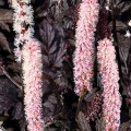 Cimicifuga-ramosa-Atropurpurea1.jpg