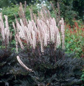 Świecznica Pink Spike  Actaea simplex