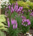Liatris spicata Kobold2.jpg