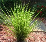 MISKANT LITTLE ZEBRA  Miscanthus sinensis