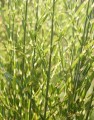 Miscanthus sinensis Little Zebra__.jpg
