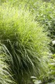 Miscanthus sinensis Little Zebra___.jpg