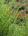 Miscanthus sinensis Little Zebra____.jpg