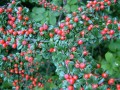 cotoneaster_horizontalis_2.jpg