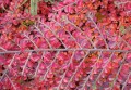 cotoneaster.jpg