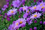 ASTER ALPEJSKI 'DUNKLE SCHONE'