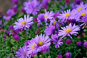 ASTER ALPEJSKI 'DUNKLE SCHONE'