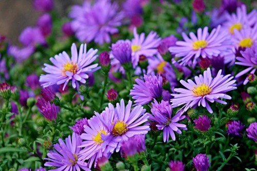 ASTER marcinki.jpg