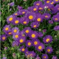 Aster.jpg