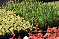 Hosta 'Praying Hands' zieloneogrogy.jpg