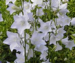 DZWONEK BRZOSKWINIOLISTNY ‘Alba’ (Campanula persicifolia)