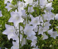 DZWONEK BRZOSKWINIOLISTNY ‘Alba’ (Campanula persicifolia)