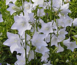 DZWONEK BRZOSKWINIOLISTNY ‘Alba’ (Campanula persicifolia)