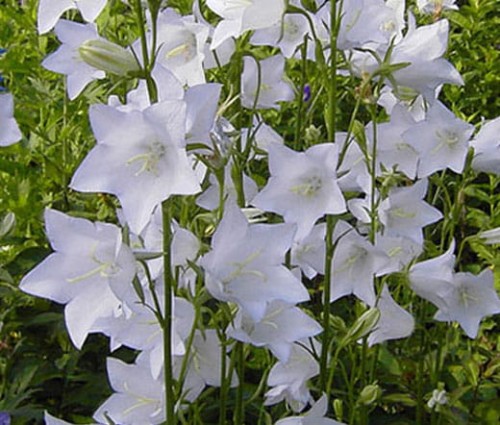 _Campanula_Persicifolia_Alba.jpg
