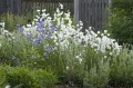 _Campanula_Persicifolia_Alba_.jpg