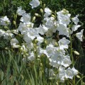 Campanula-persicifolia-Alba.jpg