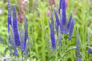 PRZETACZNIK Veronica longifolia