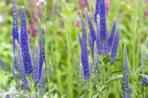 Veronica-longifolia.jpg