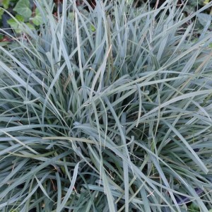 Turzyca Pamira Carex 