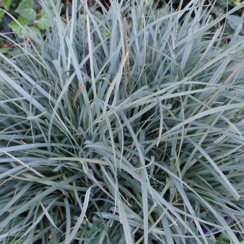 carex-panicea-pamira_79052_1.jpg