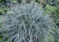 carex-panicea-pamira_79052_2.jpg