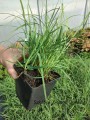 carex-panicea-pamira zieloneogordy_.jpg