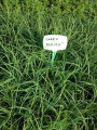 carex-panicea-pamira zieloneogordy.jpg