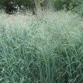 panicum-prairie-sky_79076_1.jpg