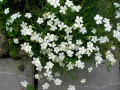 dianthus_albus2z (1).jpg