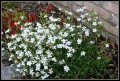 dianthus_albus-.JPG