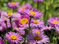 alpen-aster-happy-end.jpg