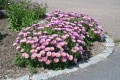 Aster Happy end_.jpg