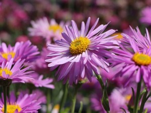 Aster alpejski 'Happy End' Aster alpinus