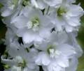 Delphinium_Galahad_Pacific_Giant_Seeds_Delphinium.jpg