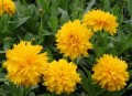coreopsis_solanna_golden_sphere_.jpg