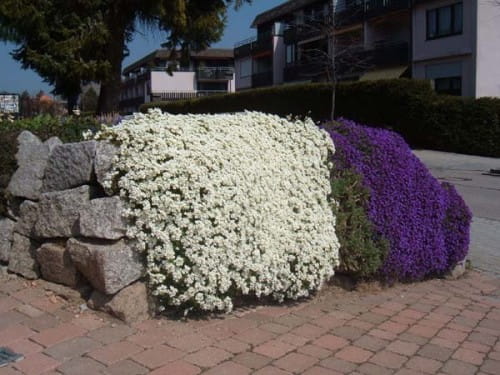 arabiscaucasica10.jpg