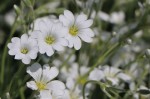 Rogownica kutnerowata ‘Silberteppich’ Cerastium Biały DYWAN !