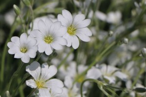 Rogownica kutnerowata ‘Silberteppich’ Cerastium Biały DYWAN !