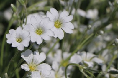 Rogownica kutnerowata ‘Silberteppich’ Cerastium Biały DYWAN !