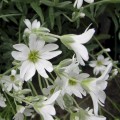 cerastium tomentosum silberteppich12.jpg