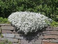 cerastium tomentosum silberteppich_.jpg