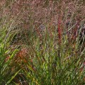 panicum-warrior_.jpg