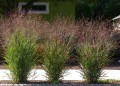panicum-warrior.jpg