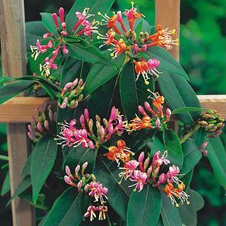 Lonicera henryi.jpg