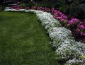 cerastium _.jpg