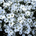 cerastium tomentosum silberteppich1.jpg